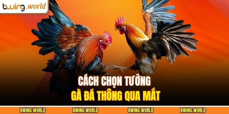 Cách chọn tướng gà đá thông qua mắt