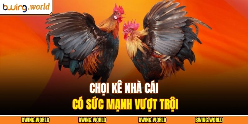 Chọi kê nhà cái có sức mạnh vượt trội