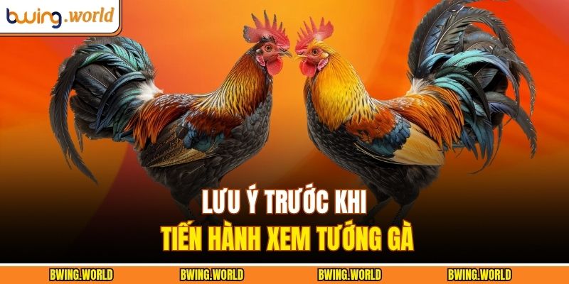 Lưu ý trước khi tiến hành xem tướng gà