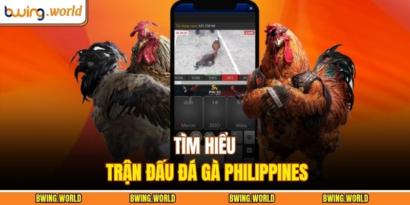 Tìm hiểu trận đấu đá gà Philippines
